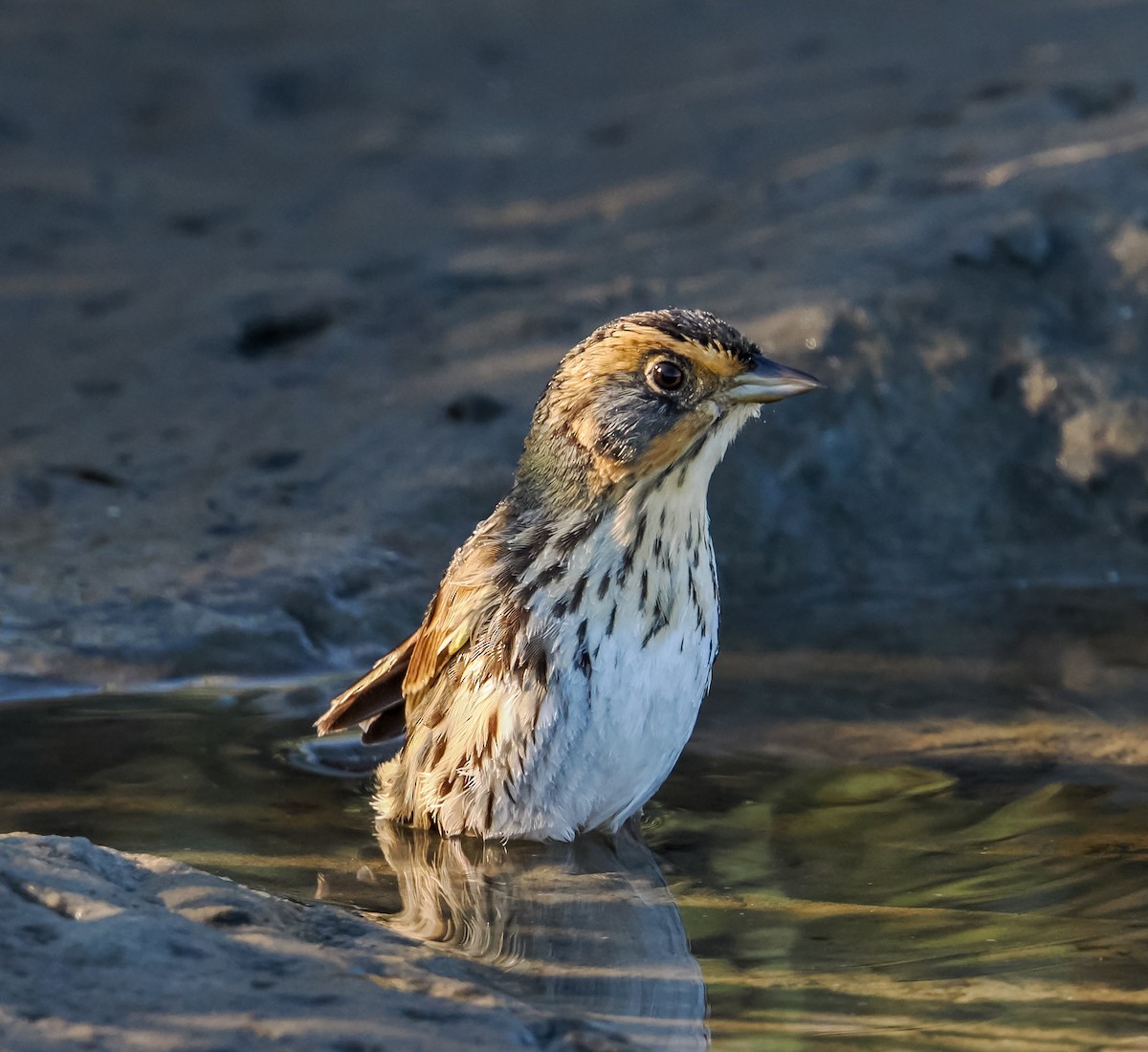 Saltmarsh Sparrow - ML647176681