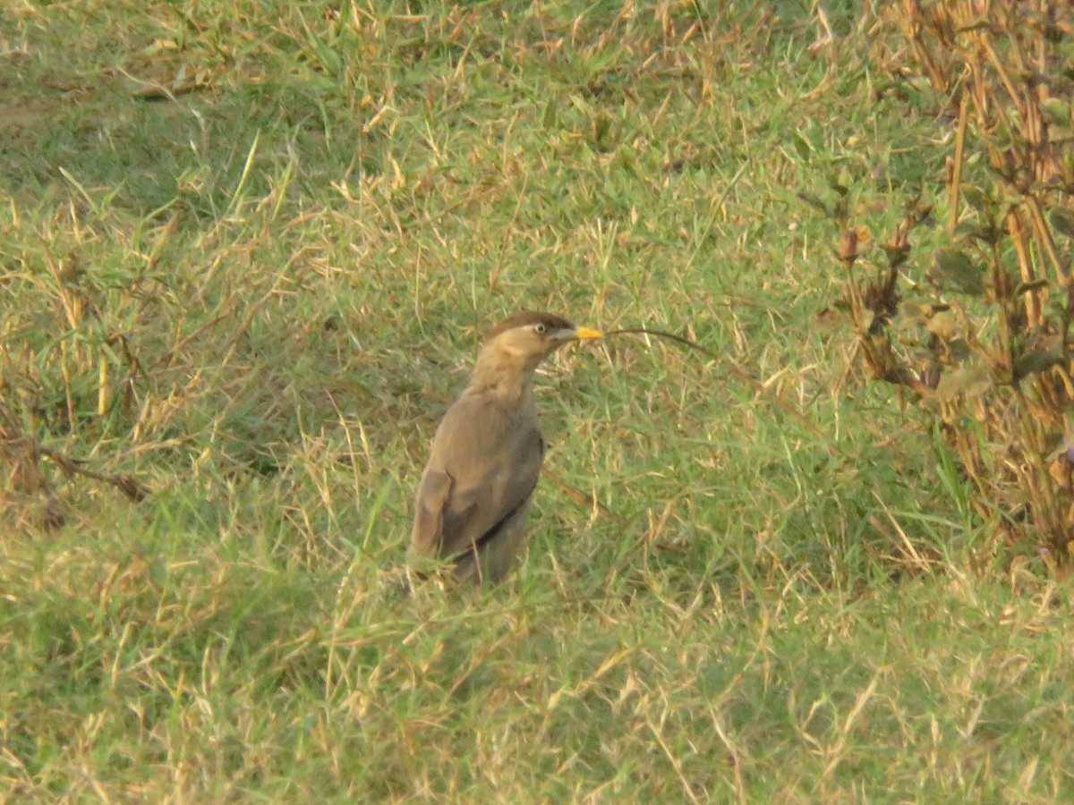 ズグロムクドリ - ML647176682