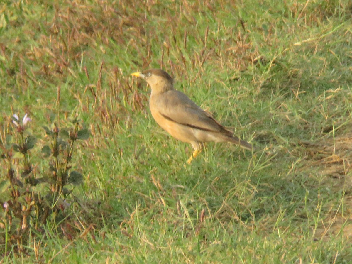 ズグロムクドリ - ML647176685