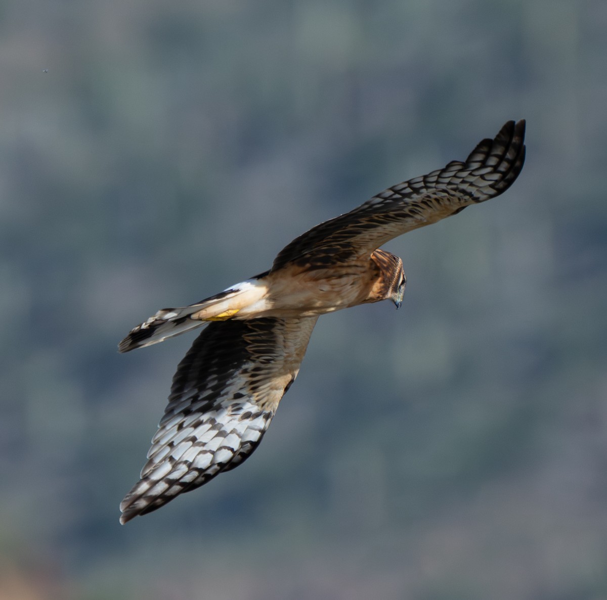 Northern Harrier - ML647176686