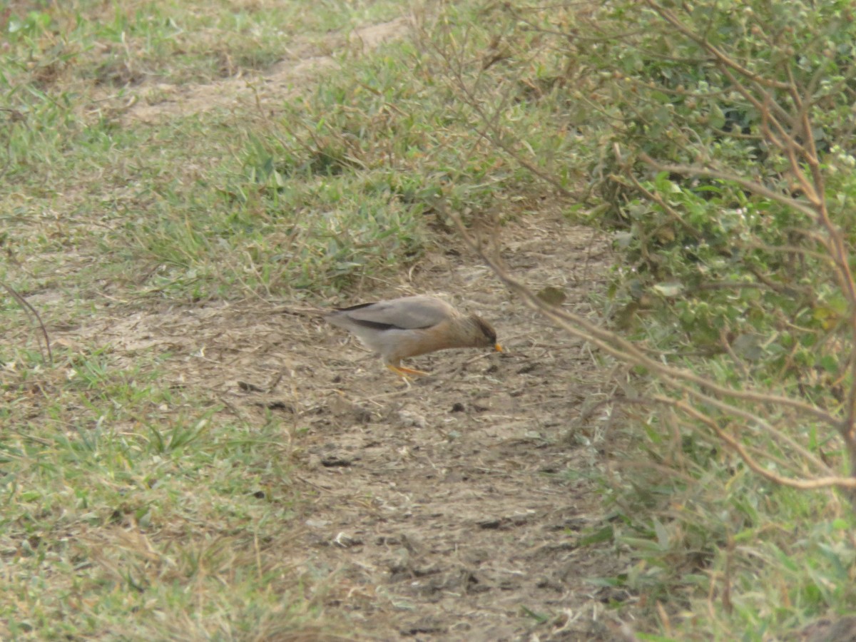 ズグロムクドリ - ML647176687