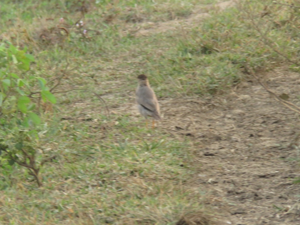 ズグロムクドリ - ML647176690