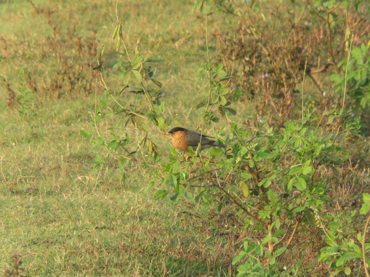 ズグロムクドリ - ML647176691