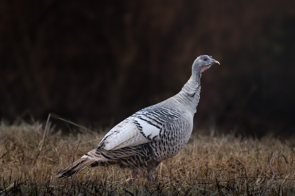 Wild Turkey - ML647176697