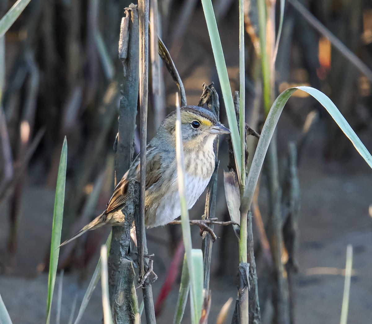 Chingolo de Nelson - ML647176699