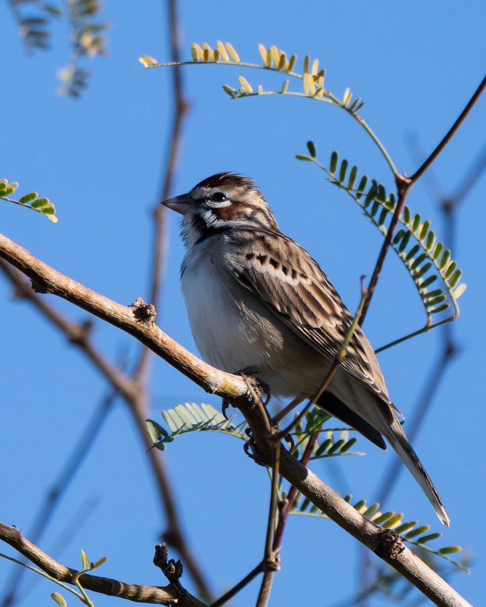 Lark Sparrow - ML647176710