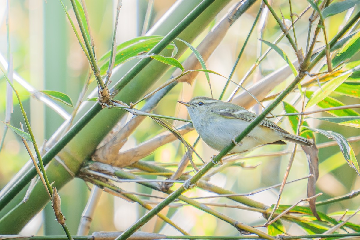 Yellow-browed Warbler - ML647176714