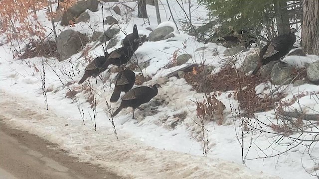 Wild Turkey - ML647176715