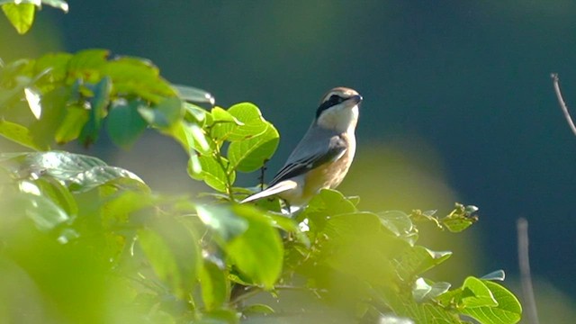 oksevarsler - ML647176726