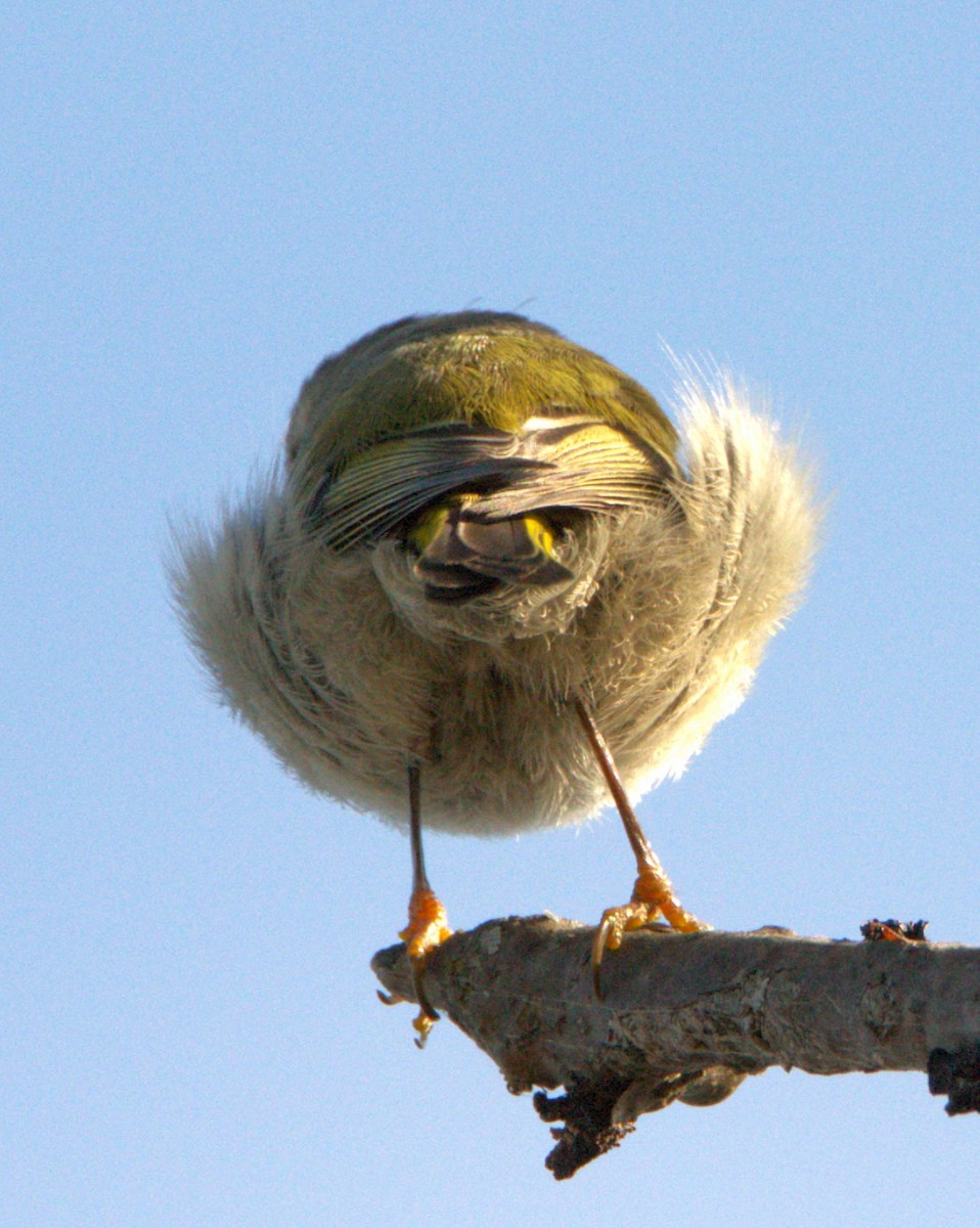 ildkronefuglekonge - ML647176730