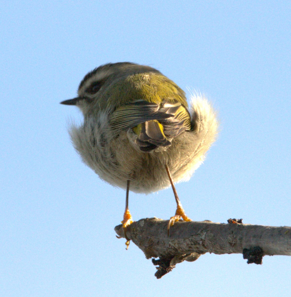ildkronefuglekonge - ML647176731