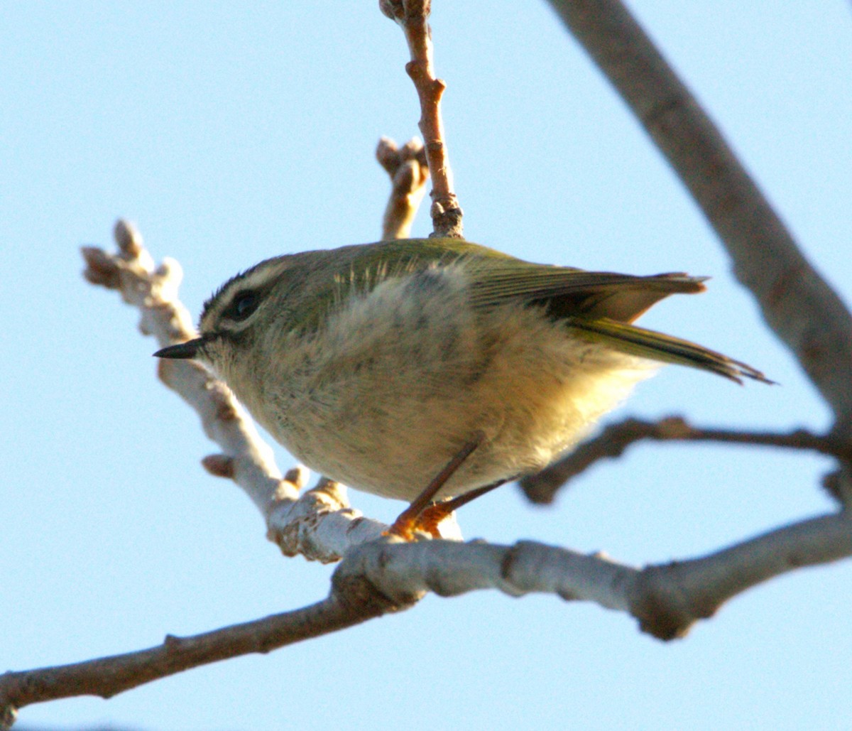 ildkronefuglekonge - ML647176732