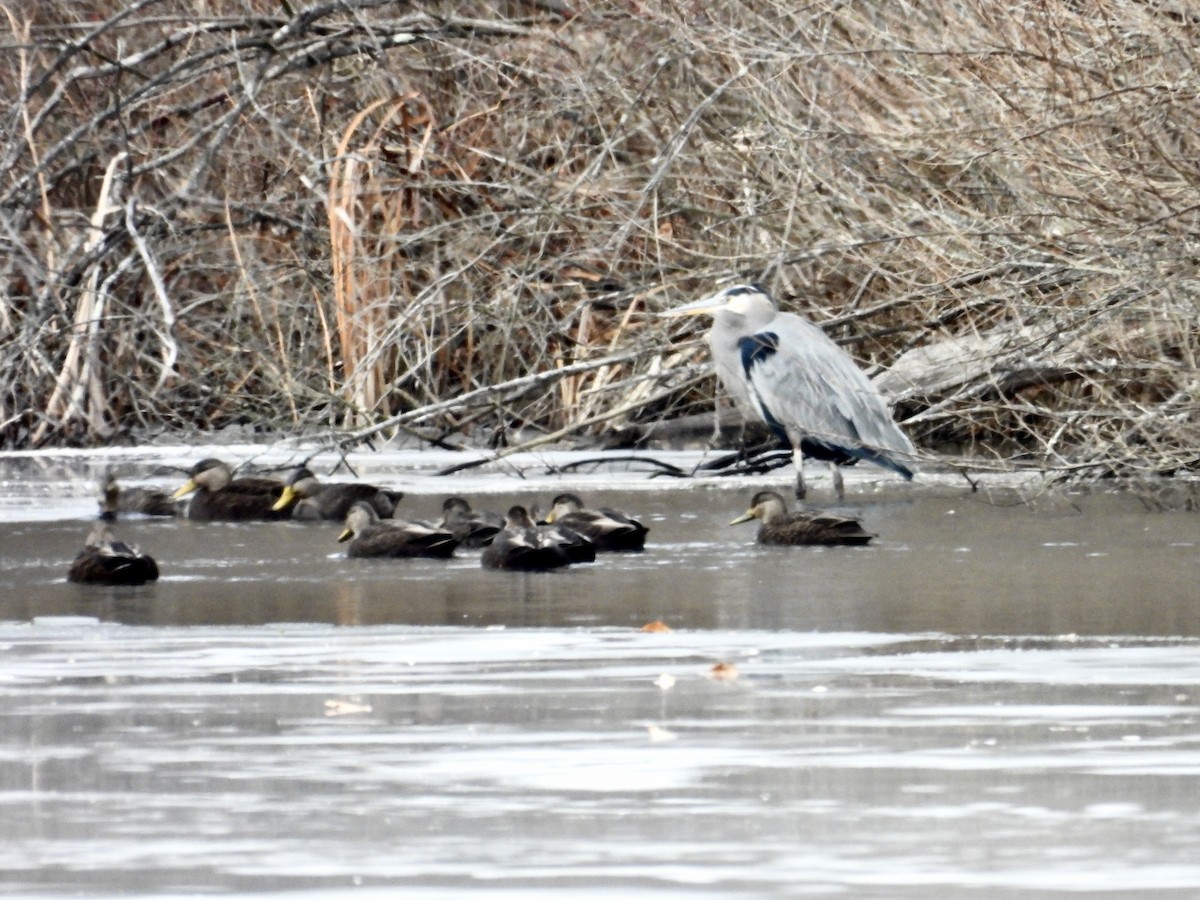 herodiashegre (herodias gr.) - ML647176735