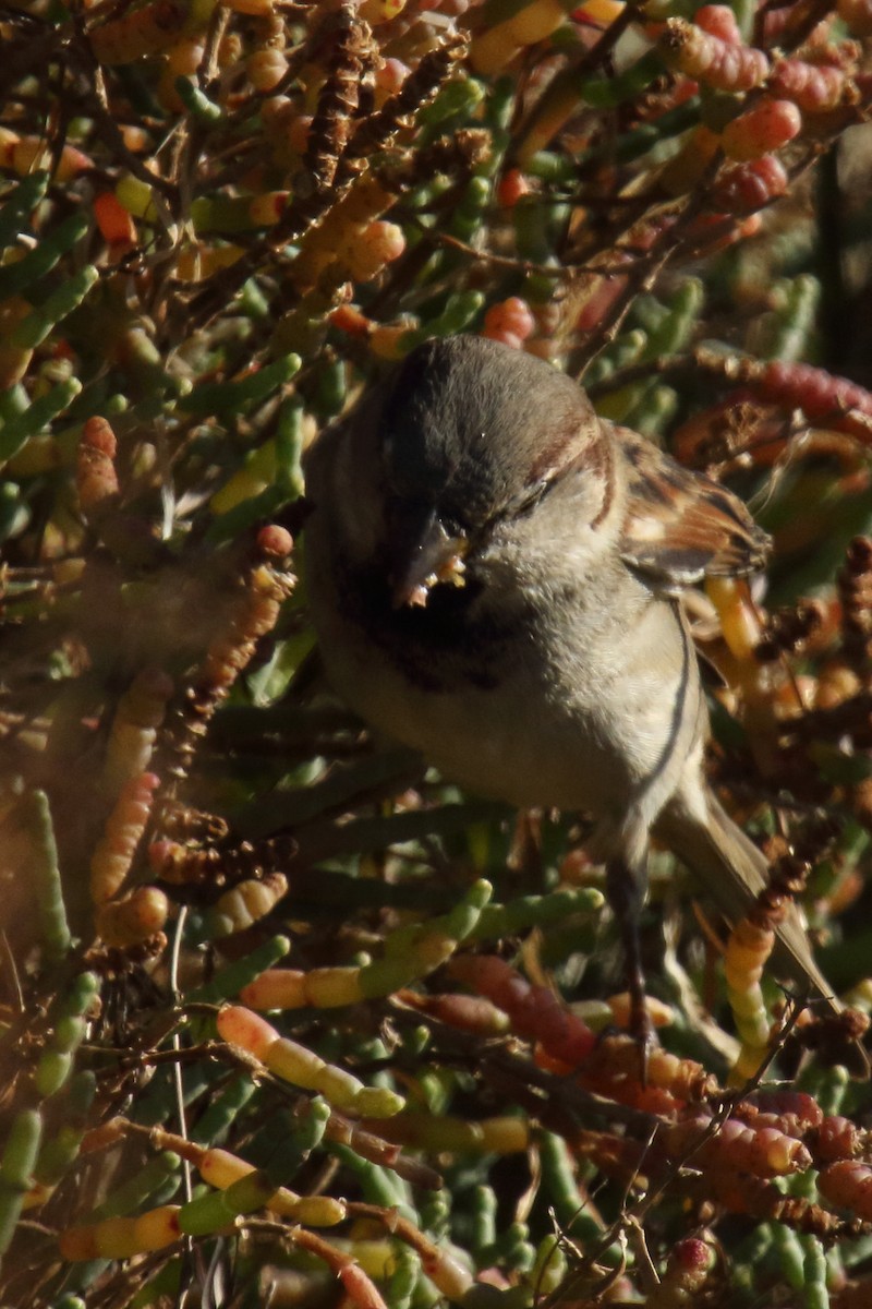 gråspurv - ML647176736