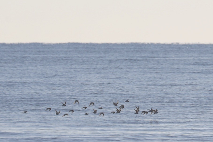 sandløper - ML647176738