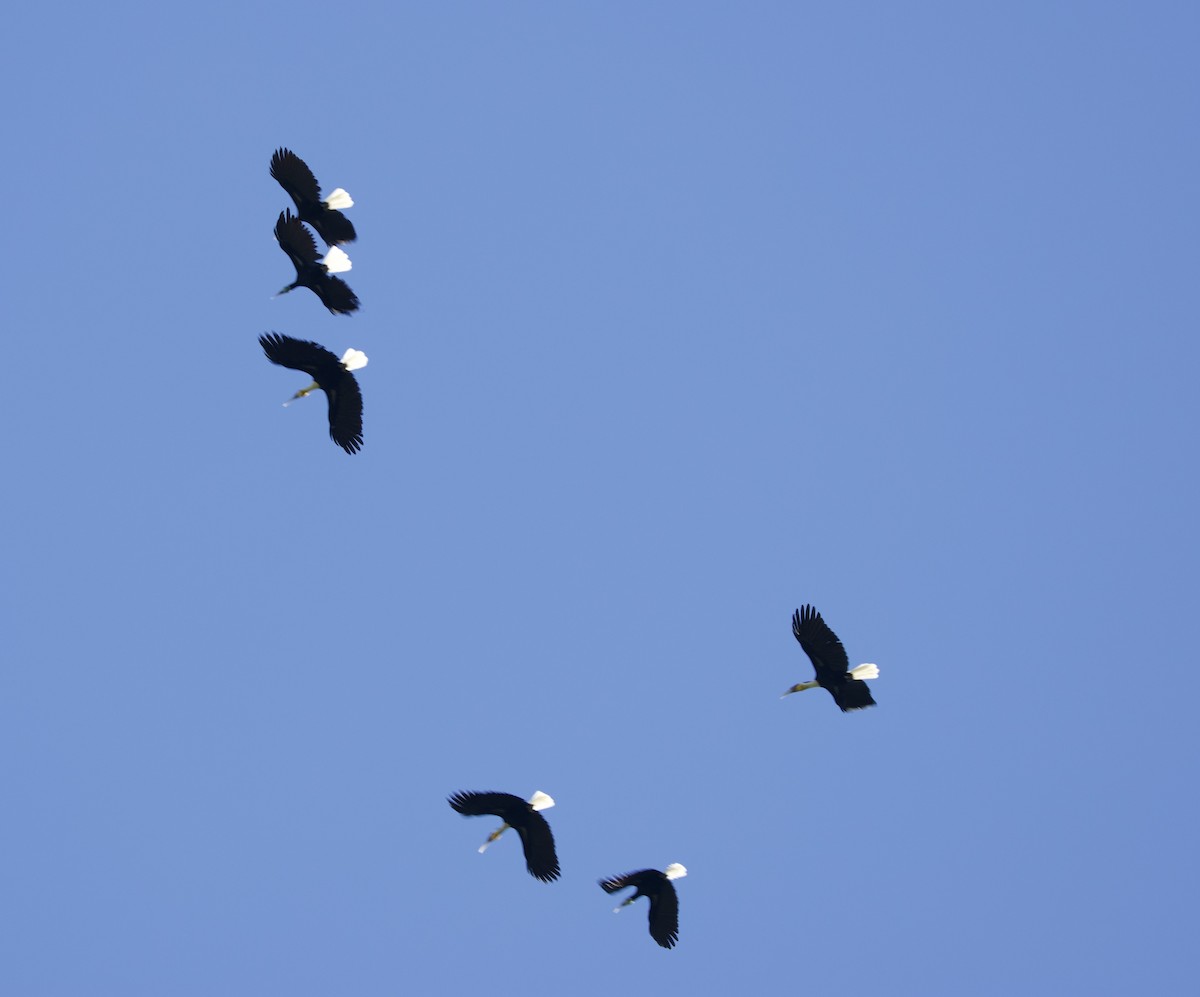 arrhornfugl - ML647176739