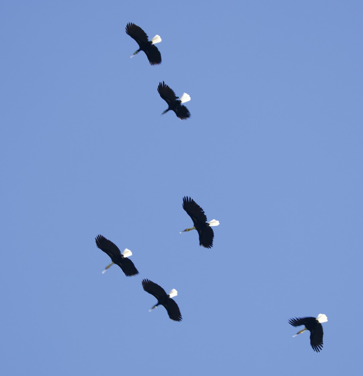 arrhornfugl - ML647176741