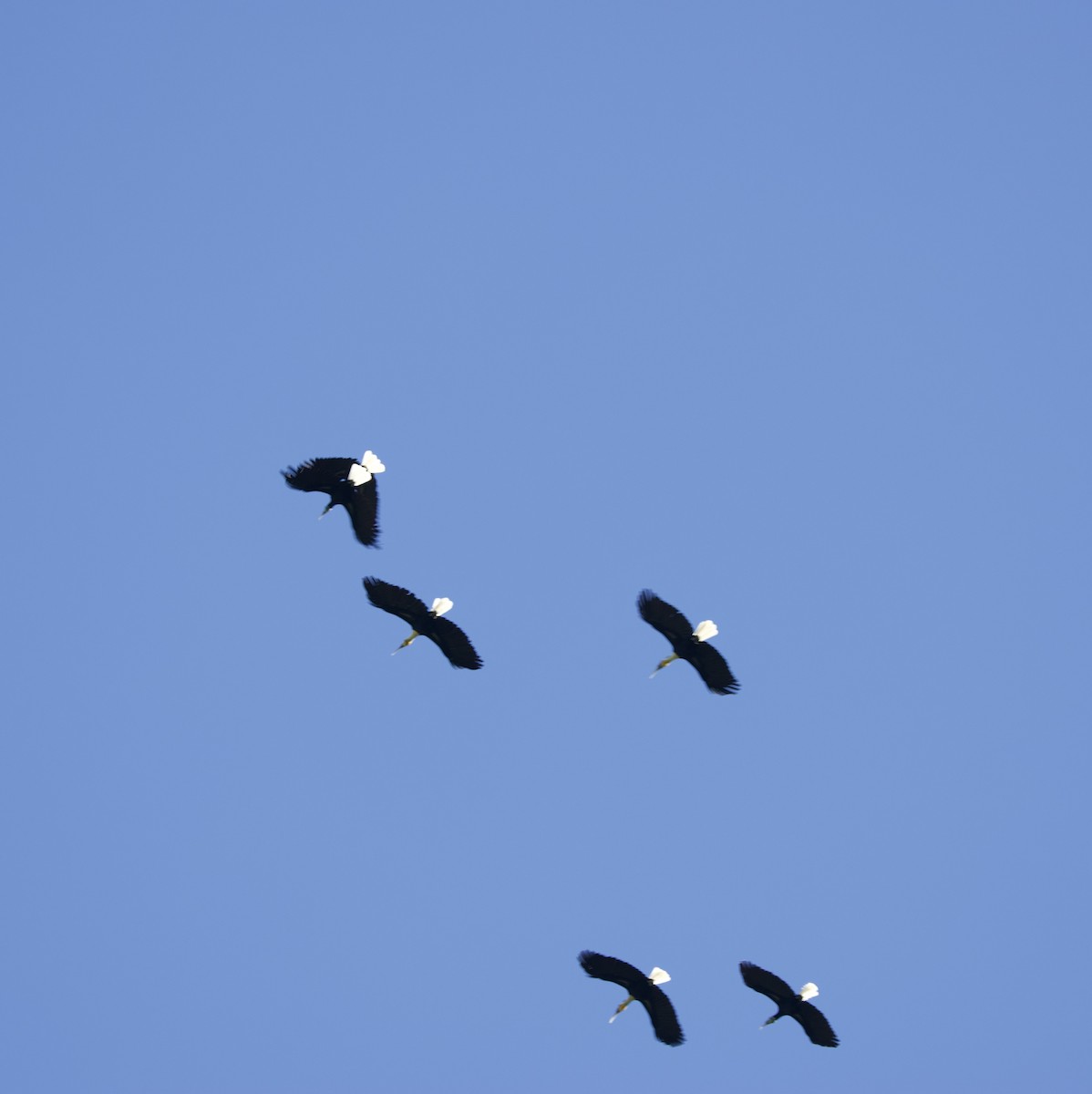 arrhornfugl - ML647176742