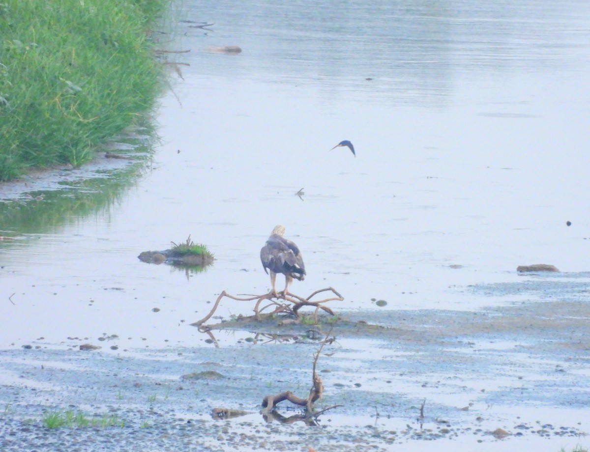 hvitbukhavørn - ML647176743