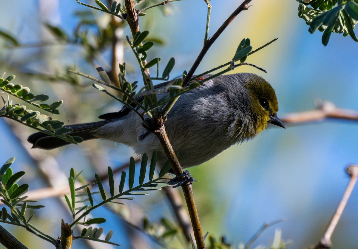 meisesmett - ML647176744