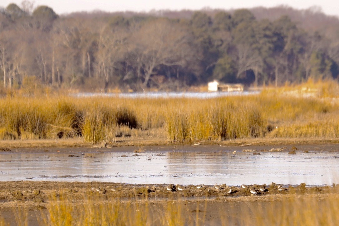 myrsnipe - ML647176745