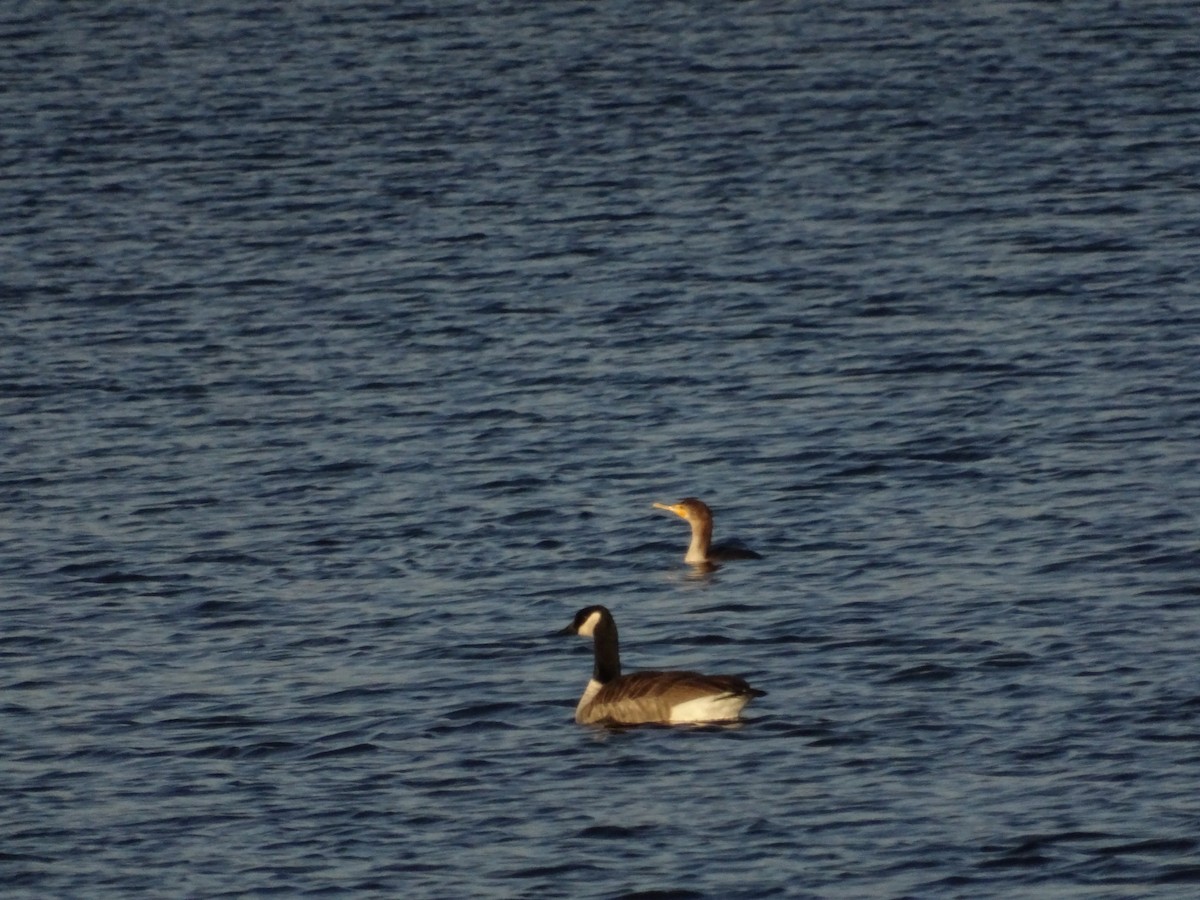 totoppskarv - ML647176746