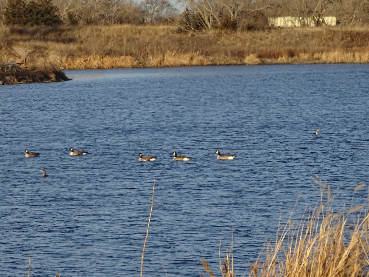 totoppskarv - ML647176747