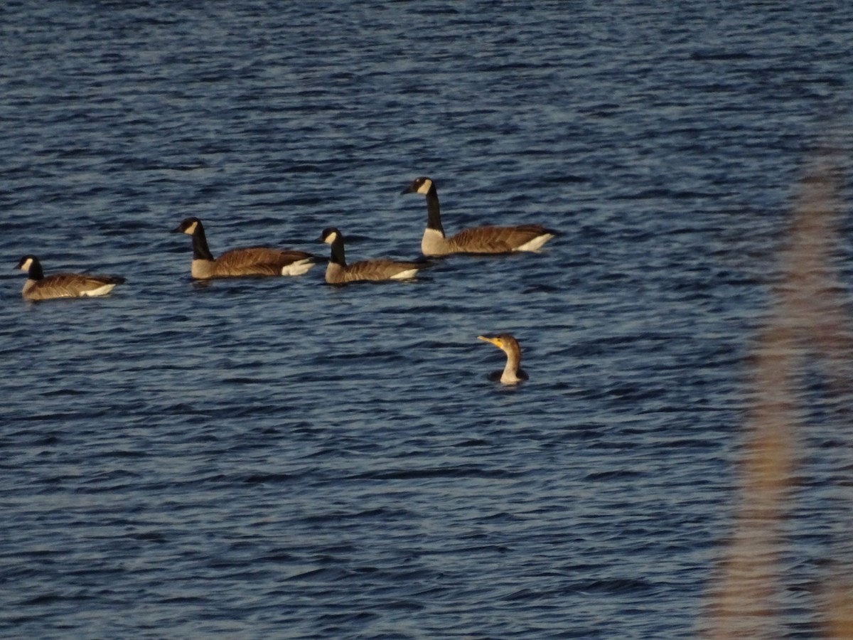 totoppskarv - ML647176748