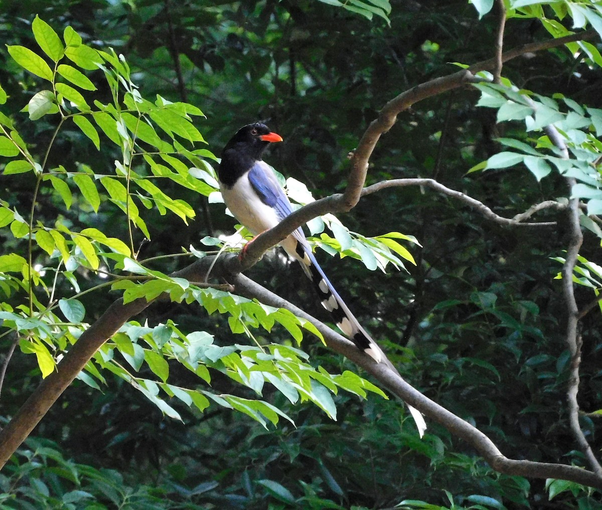 rødnebbskjære - ML647176749