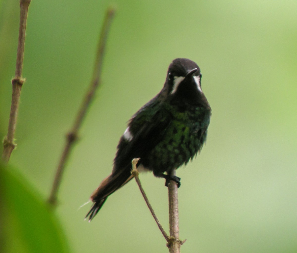 grønntrådstjert - ML647176750