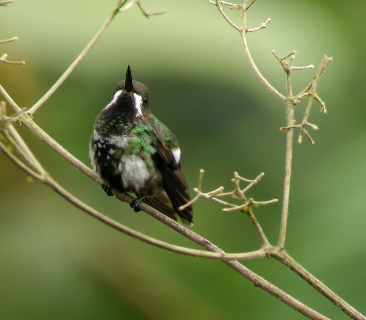 grønntrådstjert - ML647176751