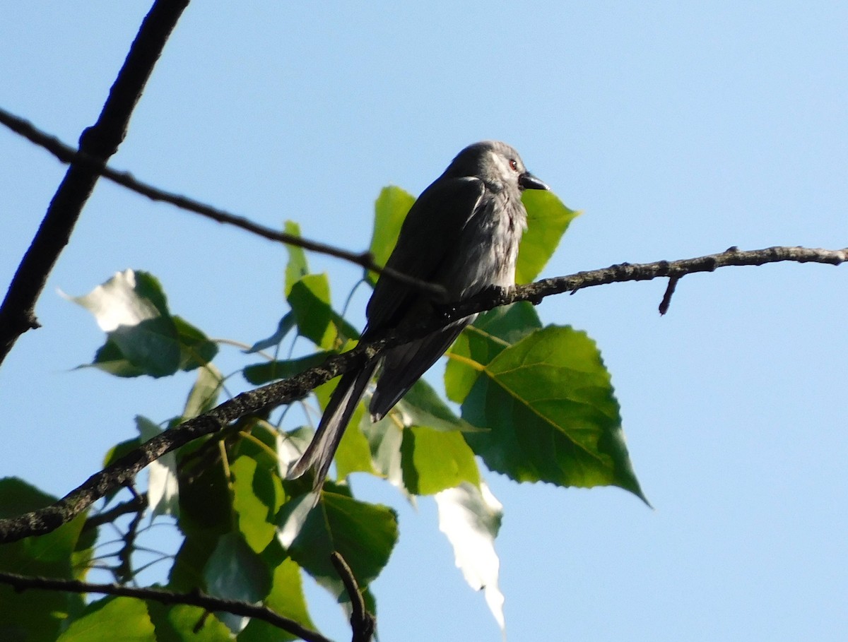 askedrongo - ML647176752