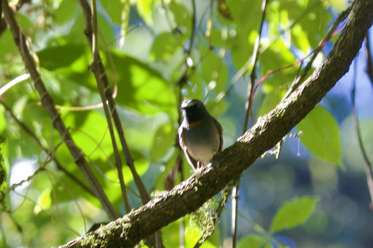 siratfluesnapper - ML647176753