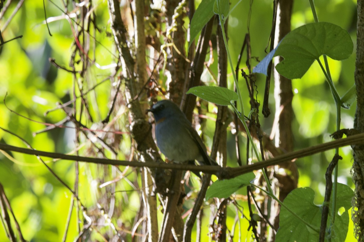 siratfluesnapper - ML647176754