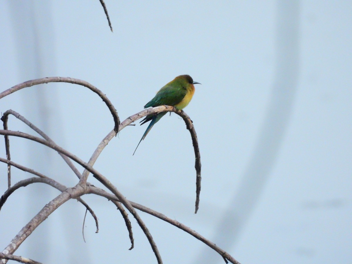 blåstjertbieter - ML647176760