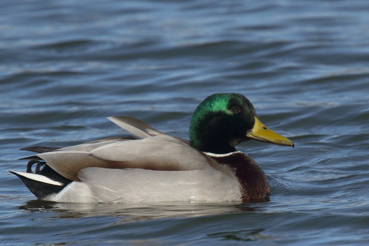 stokkand - ML647176761