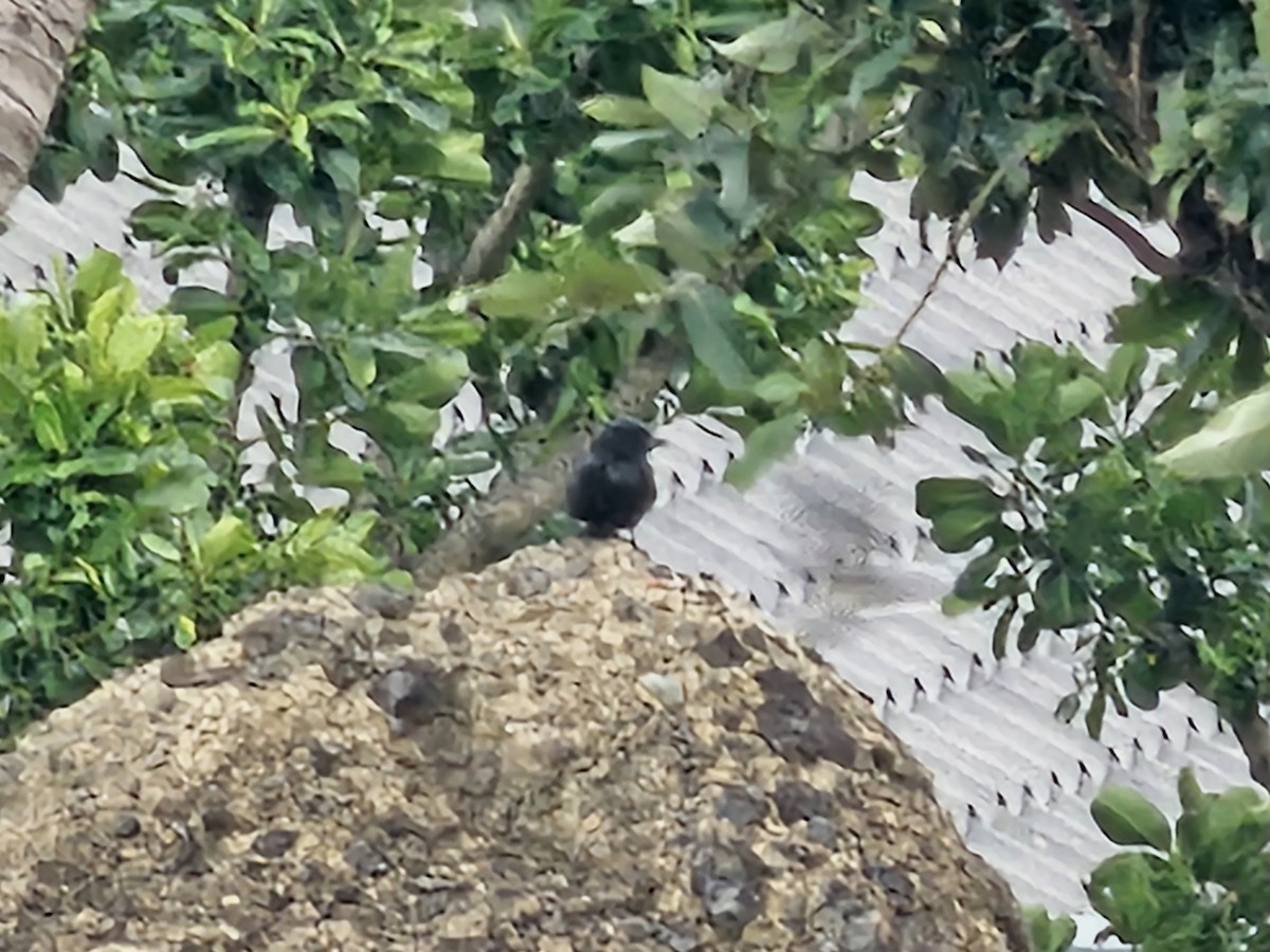 drongo černý - ML647176776