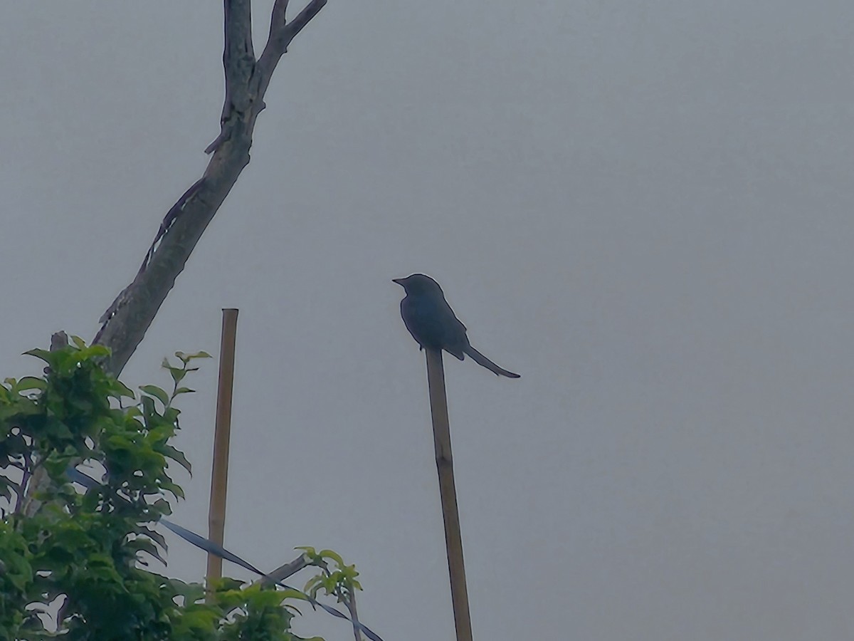 drongo černý - ML647176777