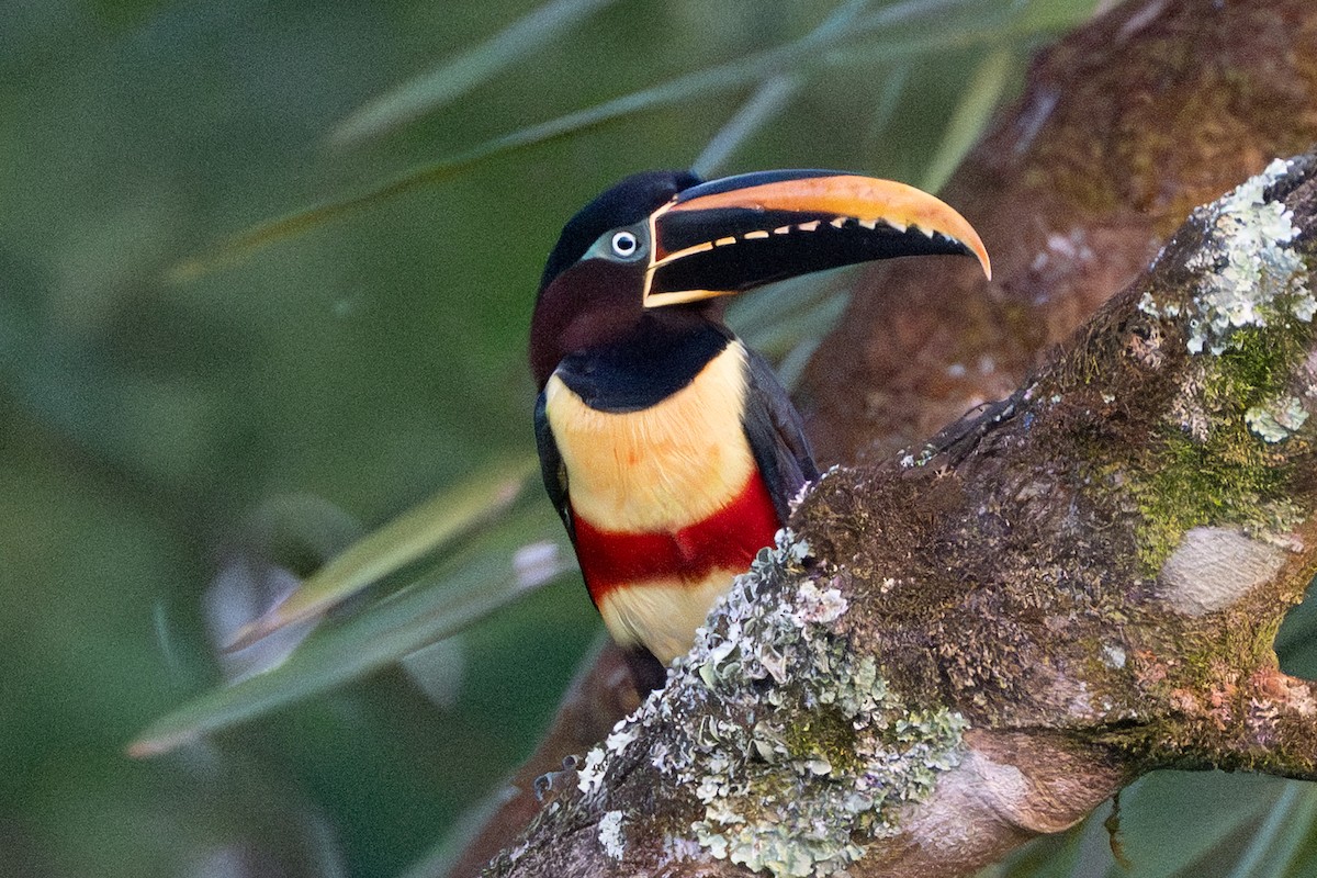 arassari hnědouchý - ML647176785