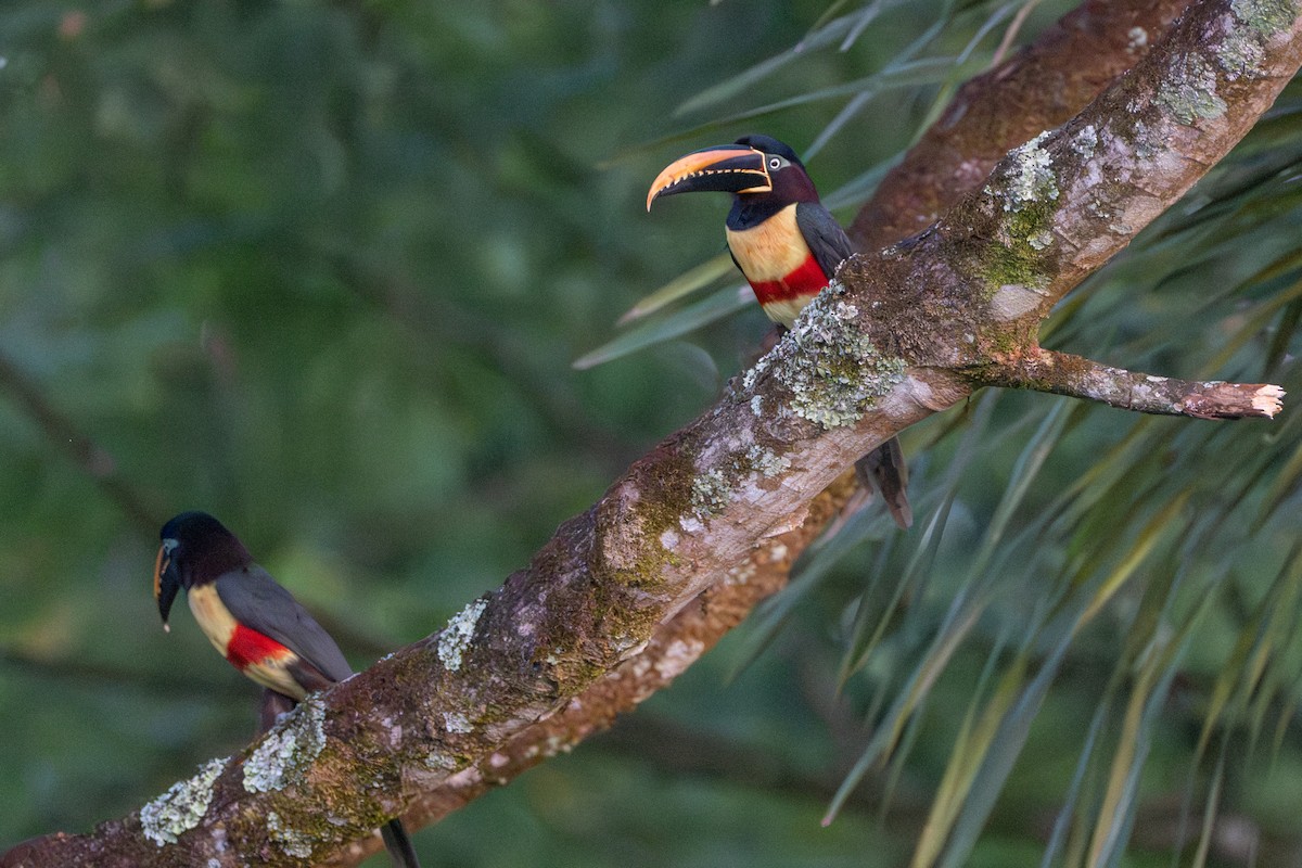 arassari hnědouchý - ML647176786