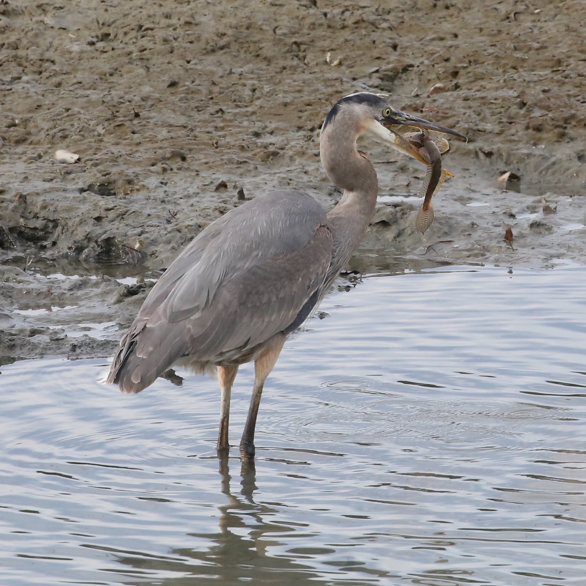 Great Blue Heron - ML647176790