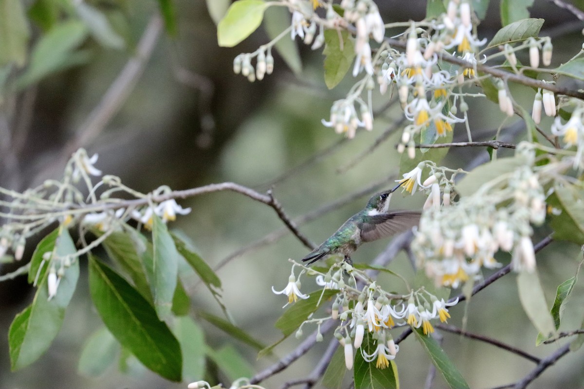 Колібрі рубіновогорлий - ML647176814