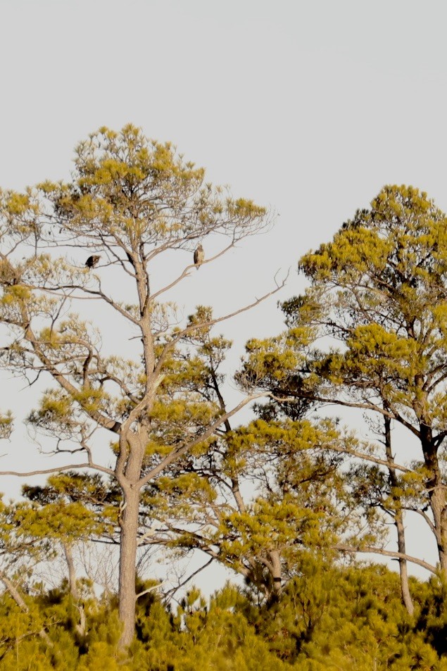 Bald Eagle - ML647176826