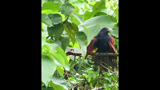 Green-billed Coucal - ML647176829