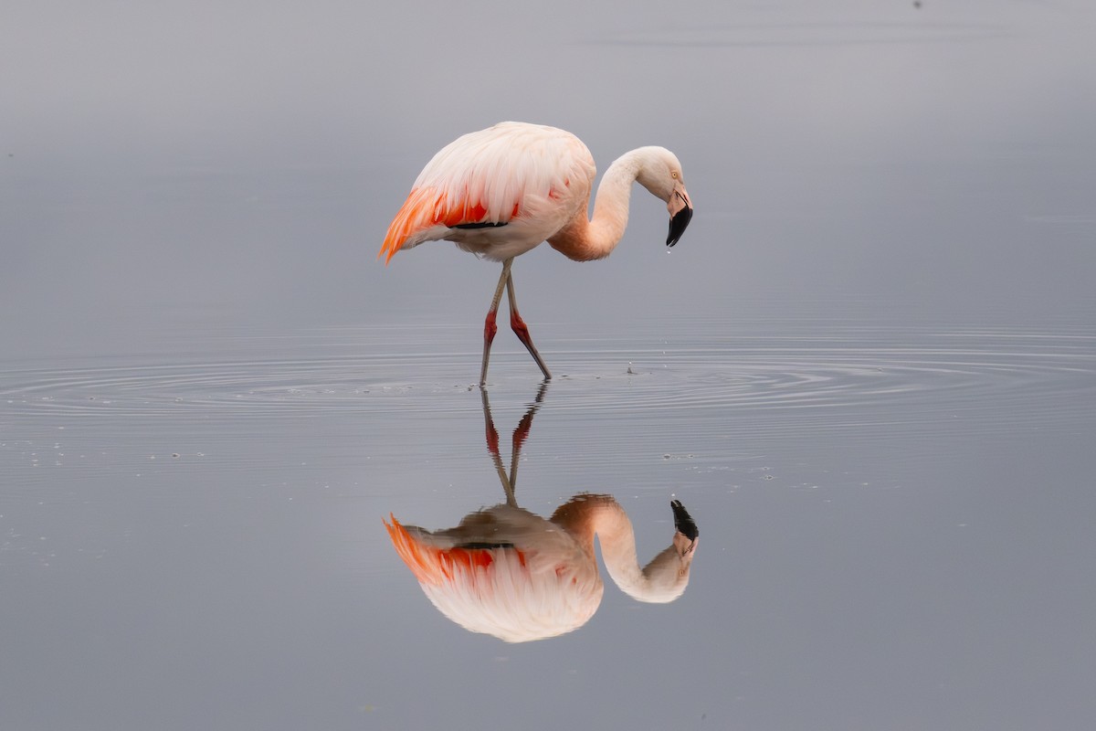 Chilean Flamingo - ML647176830