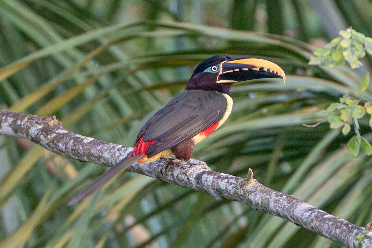 arassari hnědouchý - ML647176832