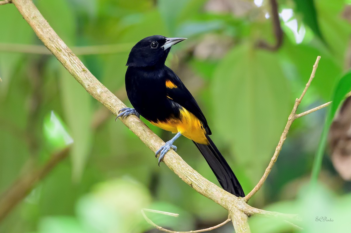 St. Lucia Oriole - ML647176847
