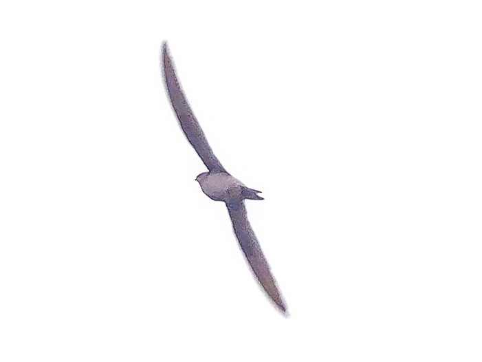 Asian Palm Swift - ML647176848