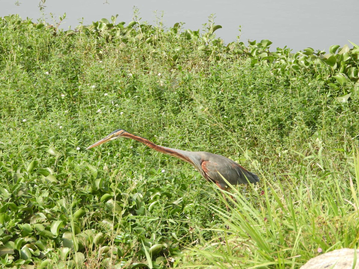 ムラサキサギ - ML647176858