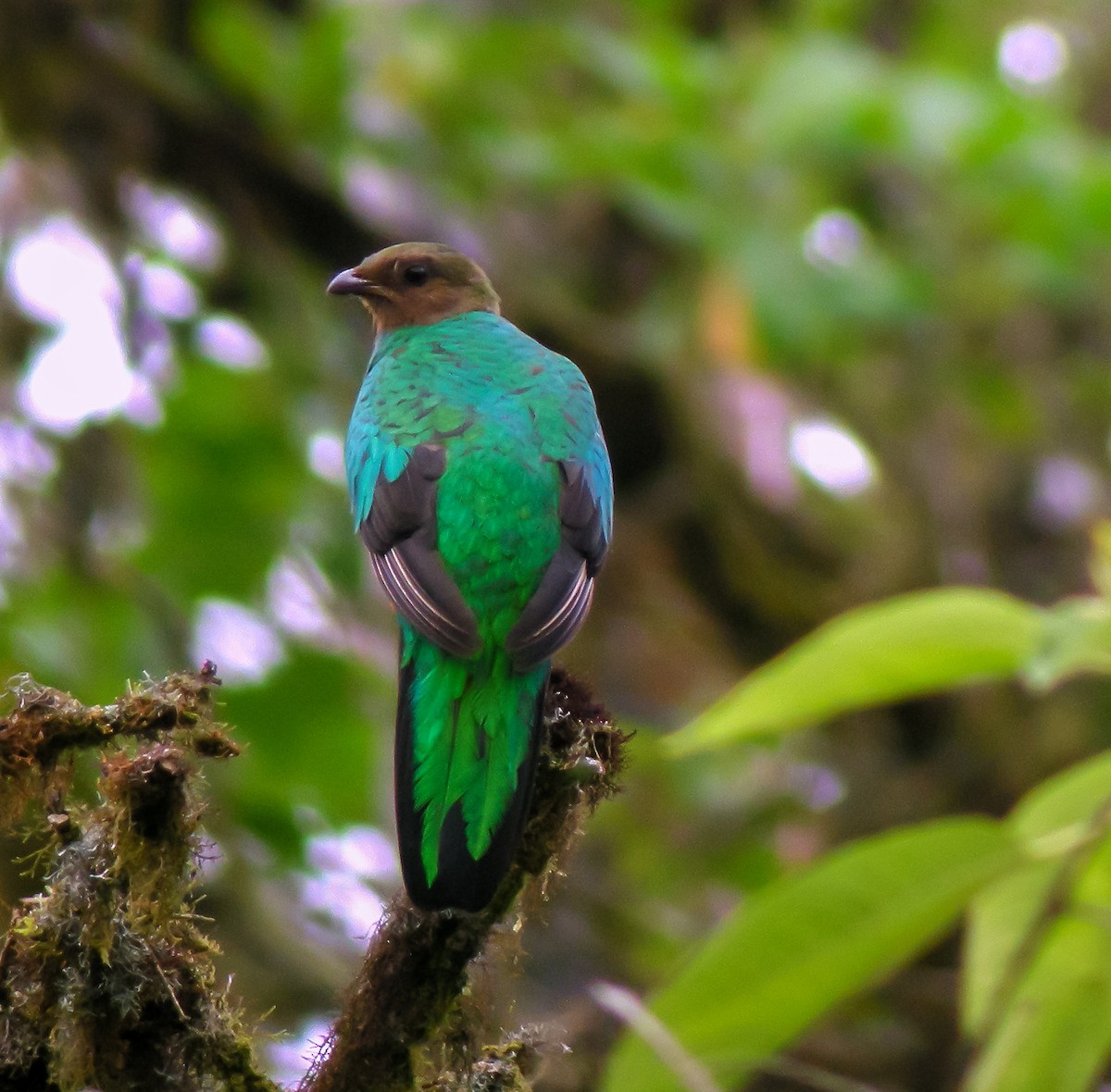 Quetzal doré - ML647176859